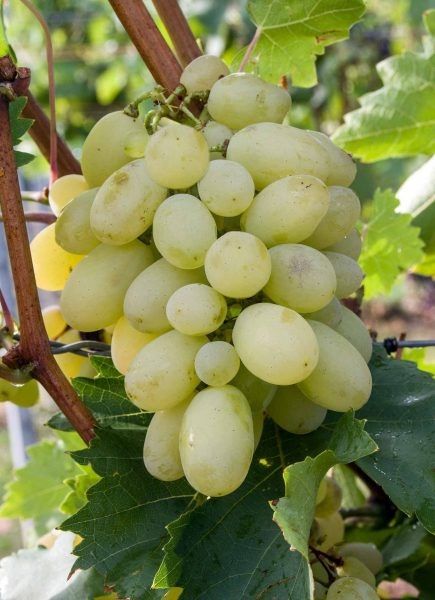 �������� ���������: ���������� ����������� ���� � ��������� ������ � �������� �������