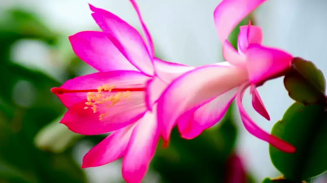 Как заставить декабрист цвести: секреты для капризного цветка