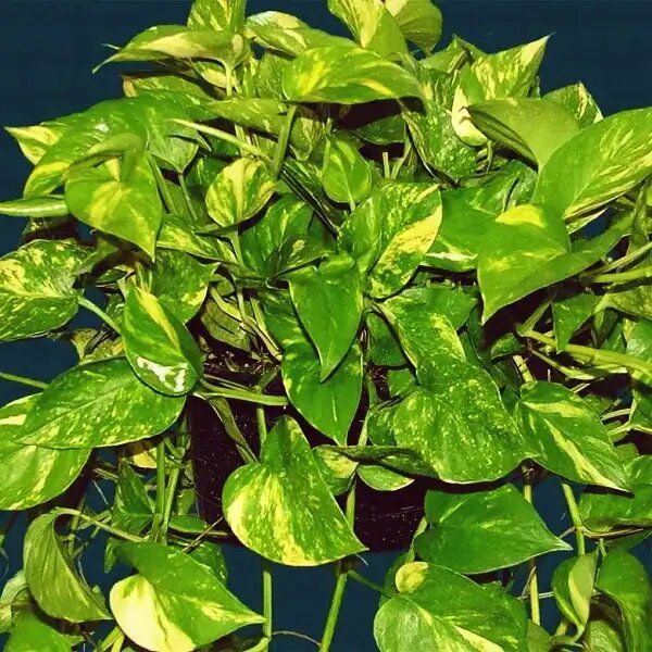 ����������: ��������� �������� ��� ������� � �� ������