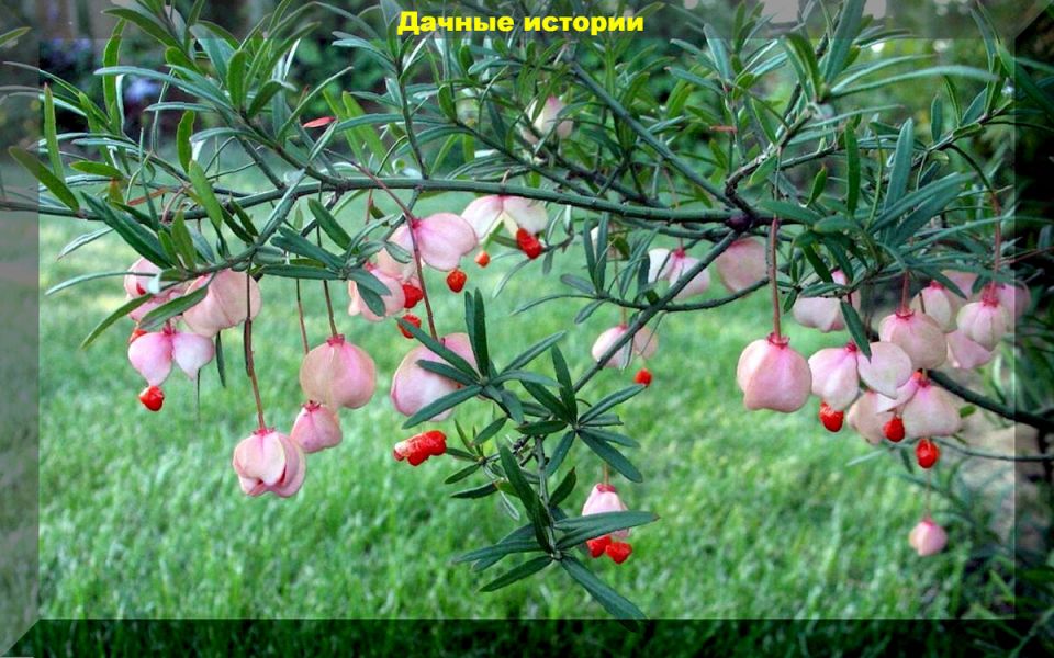 ��������� ���������� ��� �������� �������� ������ ����