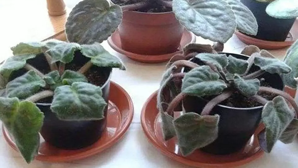 Как вернуть к жизни комнатную фиалку за четыре простых шага