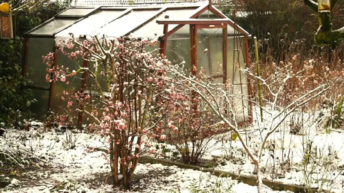 Не ждите весны: важные процедуры для зимнего благополучия вашего сада