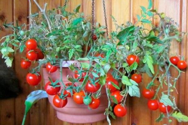 ������ ����� "�������": ������� ��������� �����������