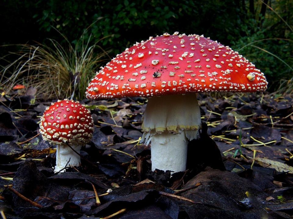 ������ ������� �� ���� ����� ����� ����������� ������������� ��� ��������