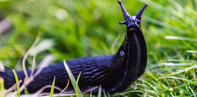 ��� ���������� �������� �� ��������: ����������� ������ � ������