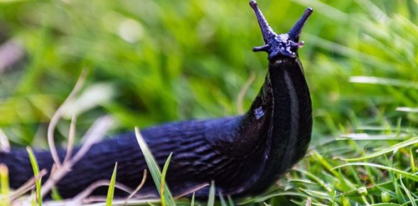 ��� ���������� �������� �� ��������: ����������� ������ � ������