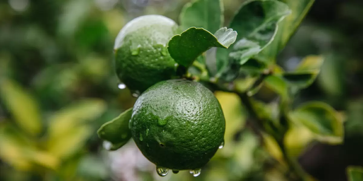 Экстракт бергамота: новое слово в защите сердца при ожирении