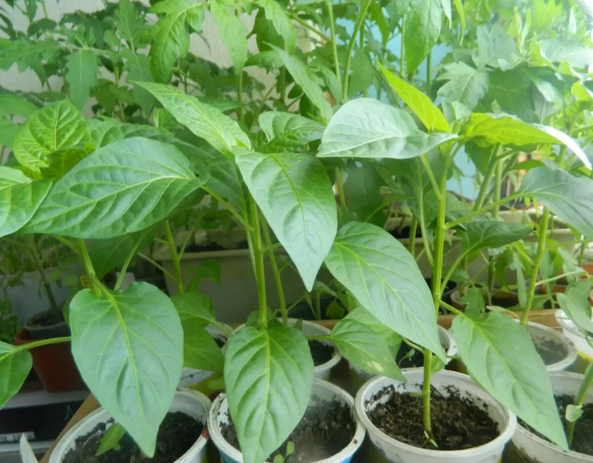 Когда начинать сеять перцы: полезные советы и даты в 2026 году