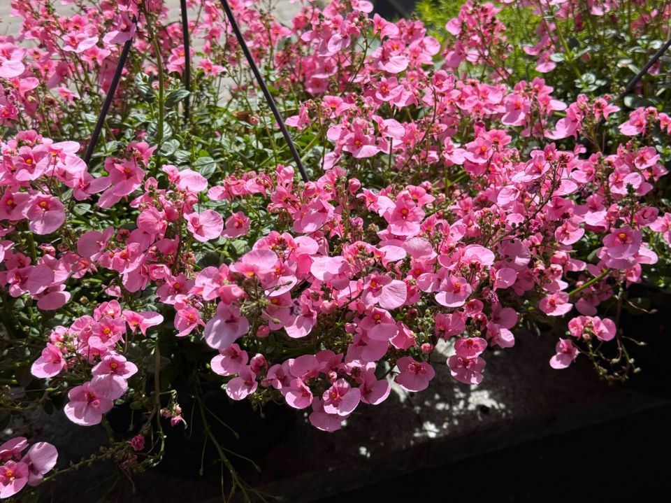 ��� ��������� �������: ������� ���������� �������� ��� ������ ����