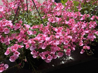 ��� ��������� �������: ������� ���������� �������� ��� ������ ����