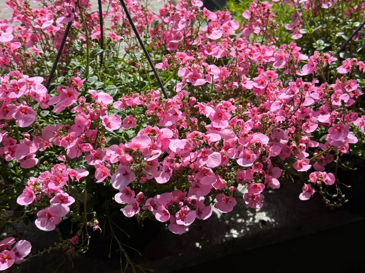 Как вырастить диасцию: секреты урожайного цветения для вашего сада