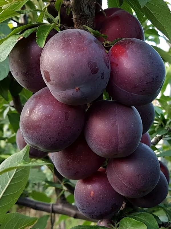 ��������: ���������� �����, ������� ������� ��� ��� � ����