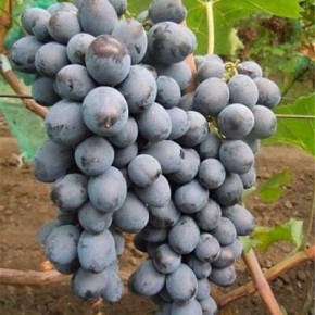 �������� ��������: ������� ����� � ���� �� ���������� ������