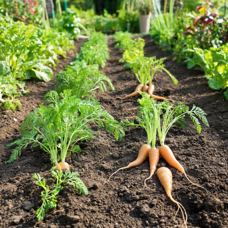 ��� ����������� ������ ��� ���������� ������ �������: ������� �������� ������