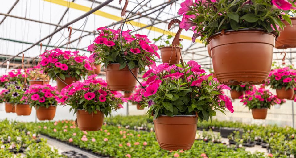 �������: ��� ������� ��������� ������� � ����� ����