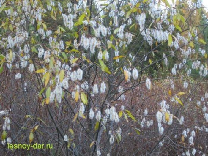 ��������: ������������ ���, ������� �� ����� ����