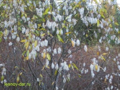 ��������: ������������ ���, ������� �� ����� ����