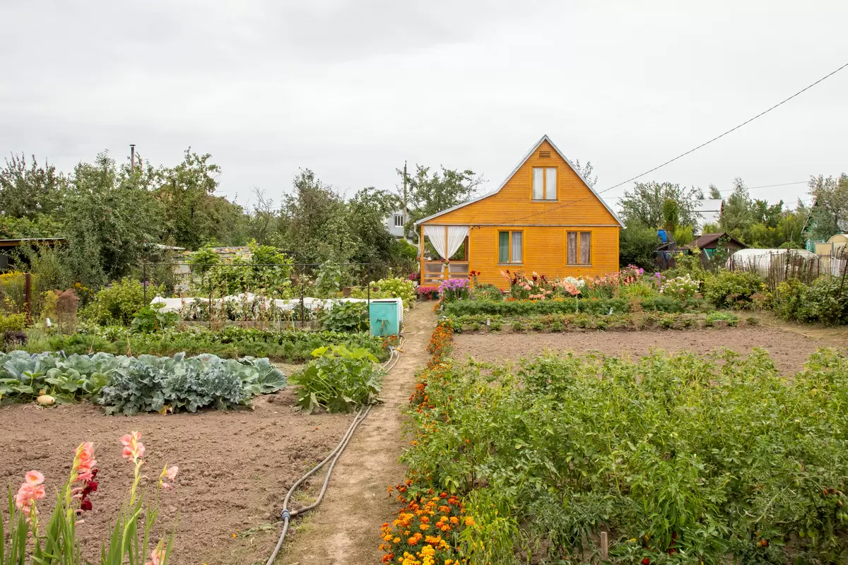 Как достичь богатого урожая на даче в 2026 году: рекомендации агронома