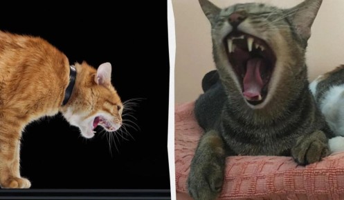 Почему кошки поют дуэтом: интересные факты о дерущихся питомцах