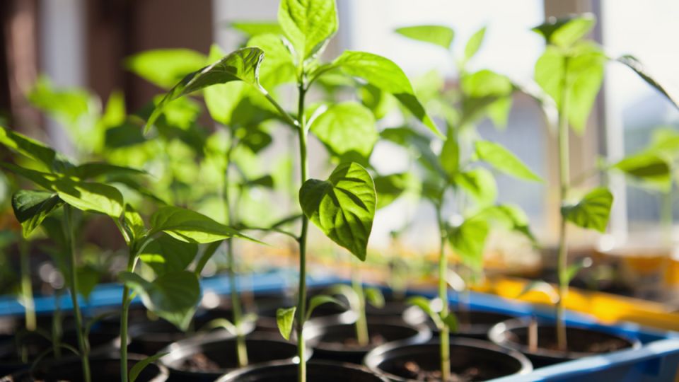 ��� ������������ ������������ ��������� ��� ������� � ���������� �� ��������������