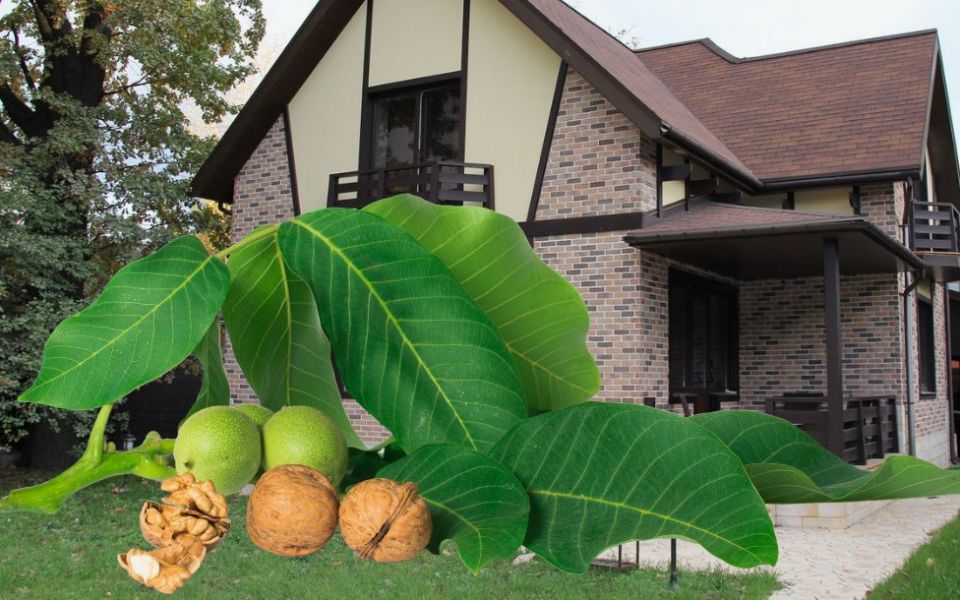 �� �������� ����� �����: ����� ������� ������ ������ ����� � �����