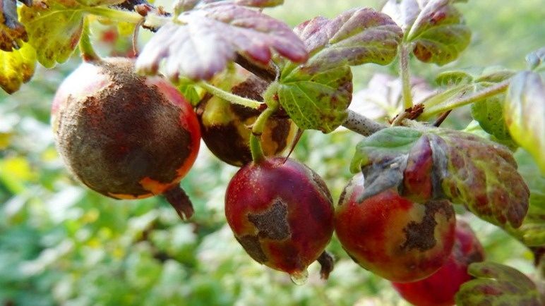 �������� ������: ��� ���������� �� ������������ ��������� ���� ��� �����