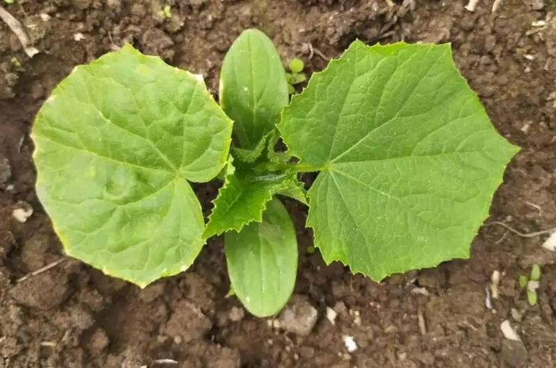 Полив и подкормка огурцов: как достичь впечатляющих результатов