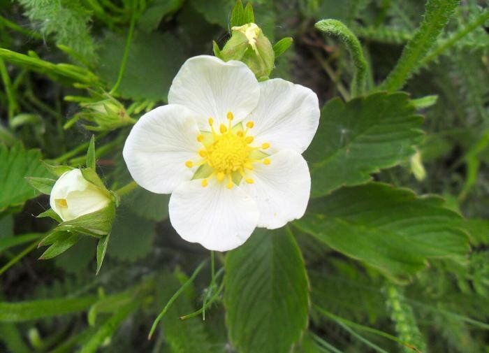 ����������� ��������� ������ � ��������