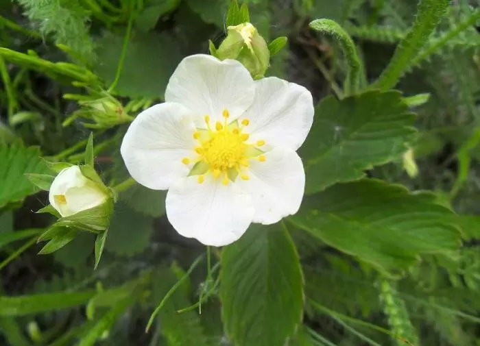 Эффективная стратегия борьбы с кивсяком