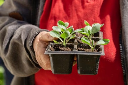 ����������� ������ ��� ���������� ������� �� �����������