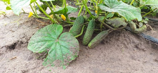 ������� ������� ��� �������: ��� �������� �������� ��� �������