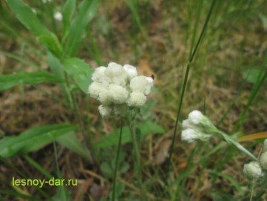 ������� �����: ����������� � ���������� �������