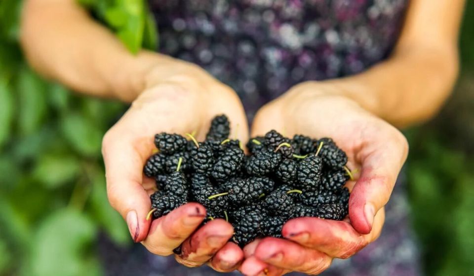 ��� ������ ���������� �� ������ ��������� �� �����: ���� ����������� �������