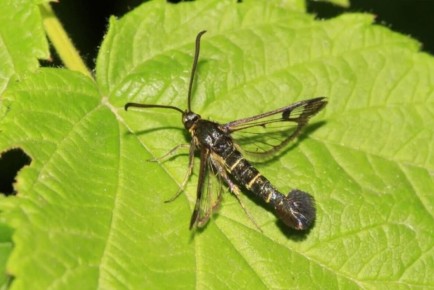 ��� �������� �����������: ������ ��� ���������