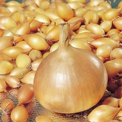 ��� ���� ��20: �������� ���� � ������������ ������������