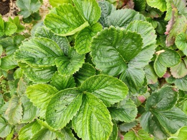 ��� ��������� ��������� ���������: ������ ��� ������� �����?