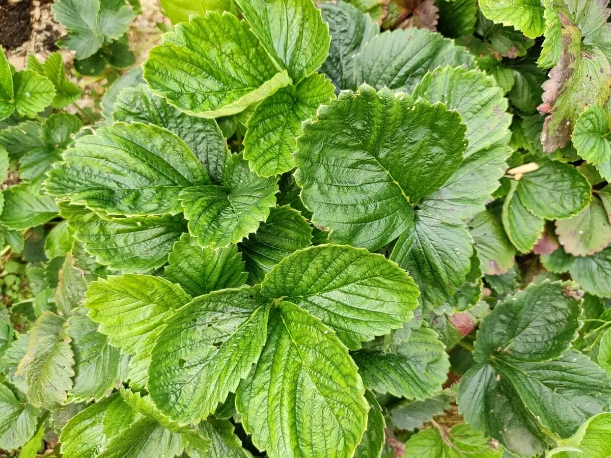 Как правильно разводить землянику: семена или деление куста?