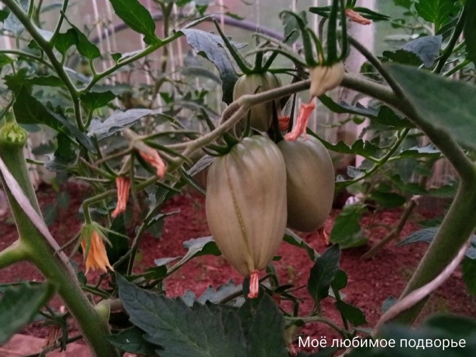 ��� ���������� ������� ��������� ������� ��� �������� � ������������