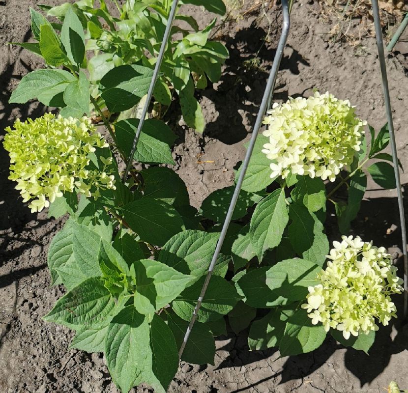 �������� ���������� ���������: �� ������� �� ��������� �����