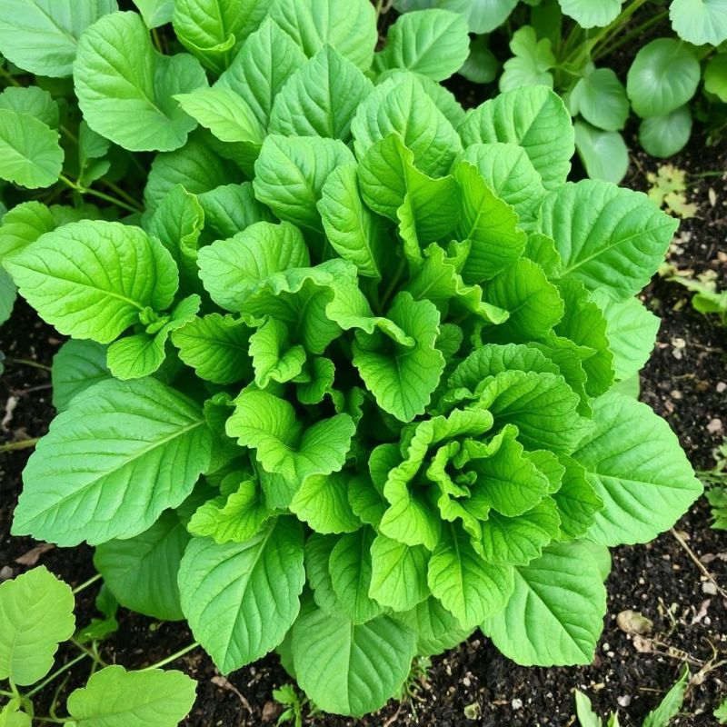 ������� �������� ������ �������� ������