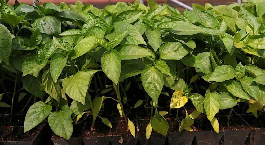 ������ ������� ����� �������: �������� ������� � ������� �� ����������