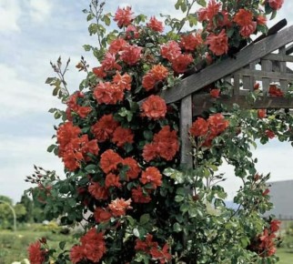 ������ ���� �� ���������� ������: ������� ��� ������� ��������