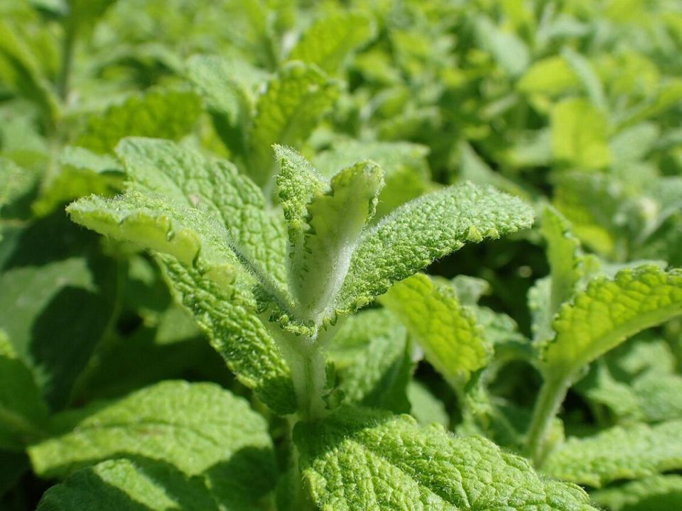 ��� ���� ����� ����� ������ ������ �������