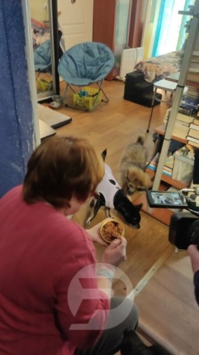 ������������ ��������. ���������, ����������� ��������� ��������, �������� �� ������������ ������ ��������� ��������� � ������� ����� ������� �� �������, ����������, ������� �������