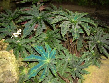 ��� ������� ��������� ������� �� �����: ��������� ���������� ��� �������� ����������