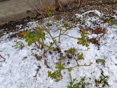 ������� �������� ����� ������ �������