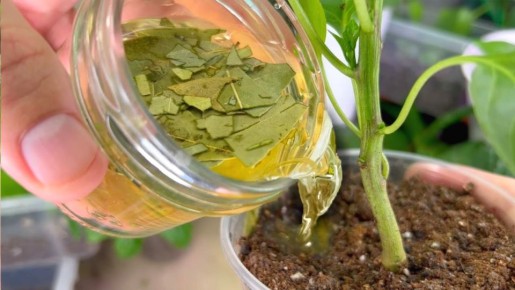 �������� ���� ��� ������ ������ �������: ��� ����� ���� ������ ����� �������� ��