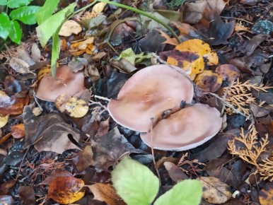 ������� �����������: ����� ���������� �������� ������� ��������