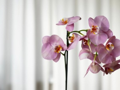 ������ ������� ��� �������: ������ ������� ��������