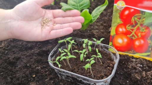 ��� �������� ���������� ������ �������: ������� ��������� ������